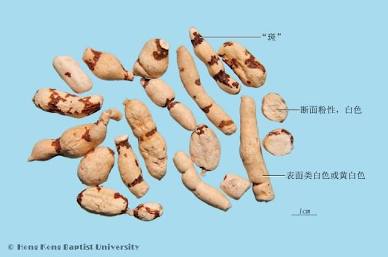 【中藥介紹-甘遂】中醫裏的「重裝轟炸機」・原貼文圖片 1