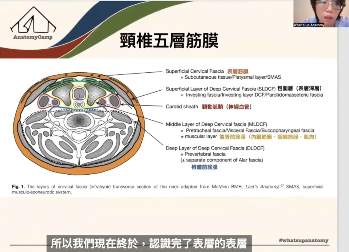 【第二十五天【頸椎介紹】】・原貼文圖片 1