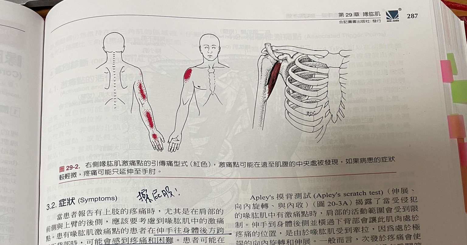 【第29章喙肱肌】我稱擦屁股疼痛肌・原貼文圖片 1