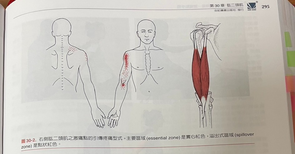 【第30章肱二頭肌】上臂攪拌機・原貼文圖片 1