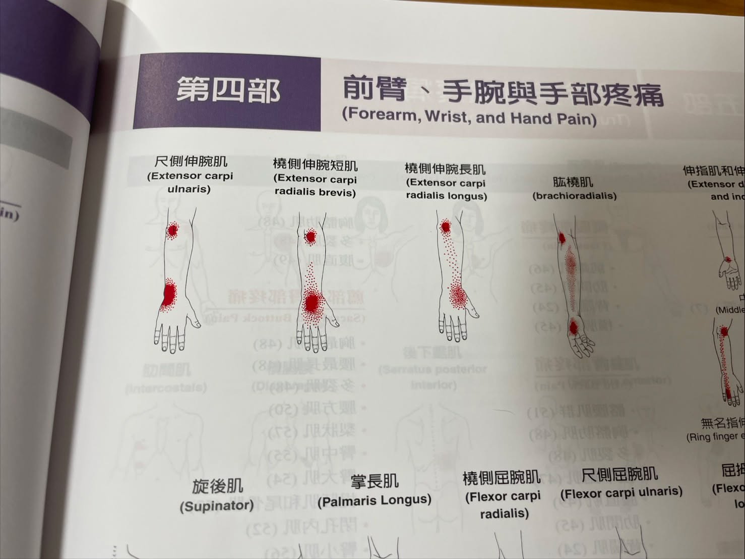 【第34章】伸腕肌與肱橈肌・原貼文圖片 1